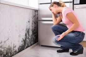 Scarsdale, NY Mold Removal & Remediation Company